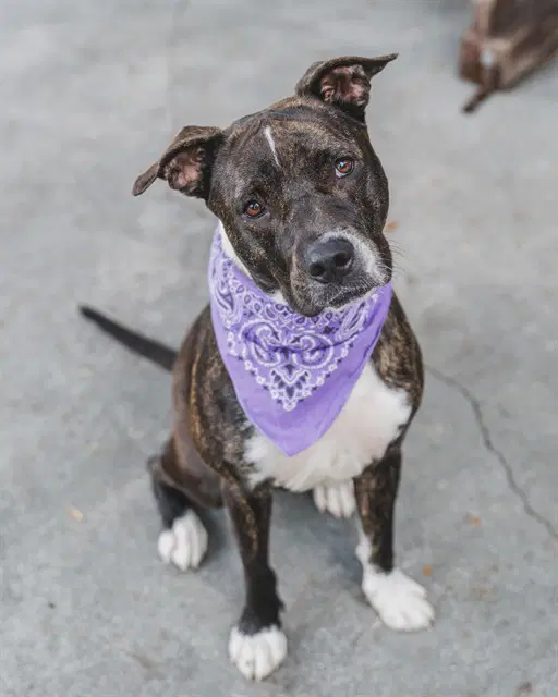 Kuka - American Pit Bull Terrier
