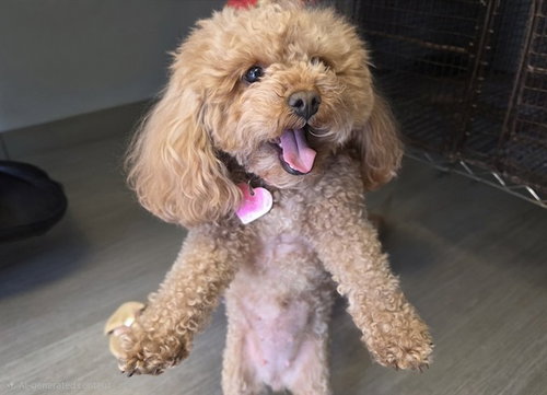 HAZEL