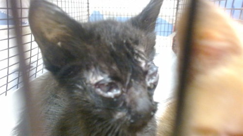 KITTY 1