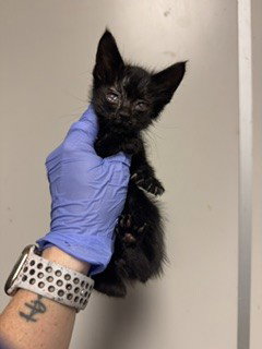 KITTY 1, Baby Domestic Short Hair (medium coat), cat for adoption in Aventura, Florida