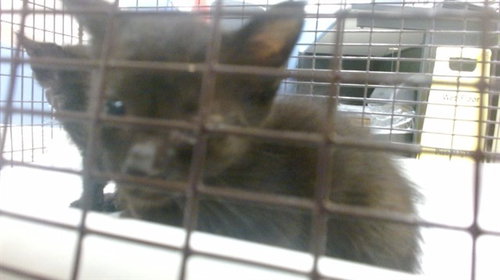 KITTY 2