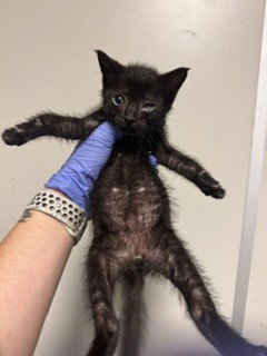 KITTY 2, Baby Domestic Short Hair (medium coat), cat for adoption in Aventura, Florida