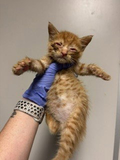 KITTY 3, Baby Domestic Short Hair (medium coat), cat for adoption in Aventura, Florida