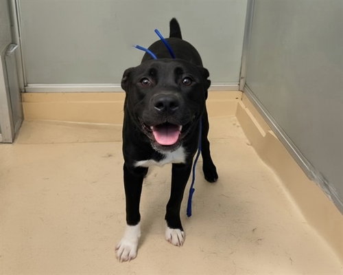 TYSON - Labrador Retriever available for adoption