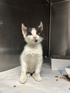 MANGO, Baby Domestic Short Hair (medium coat), cat for adoption in North Lauderdale, Florida