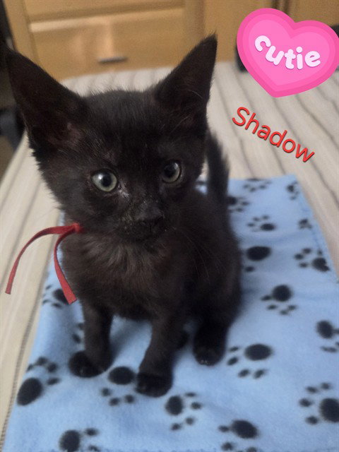 SHADOW