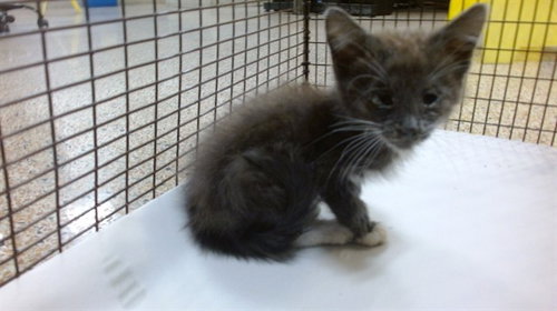 PUNCHO, Baby Domestic Short Hair (medium coat), cat for adoption in Aventura, Florida