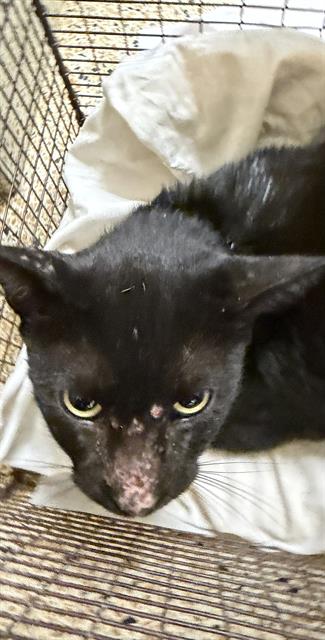 STEVEN, Adult Domestic Short Hair (medium coat), cat for adoption in Tamarac, Florida