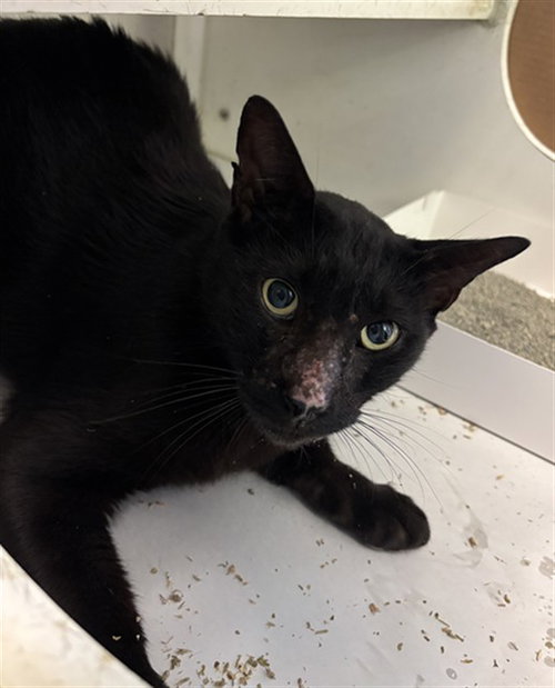 DRACO, Adult Domestic Short Hair (medium coat), cat for adoption in Lauderhill, Florida