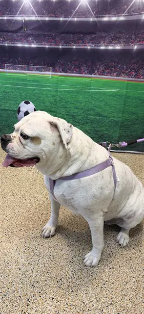 Luna - American Bulldog