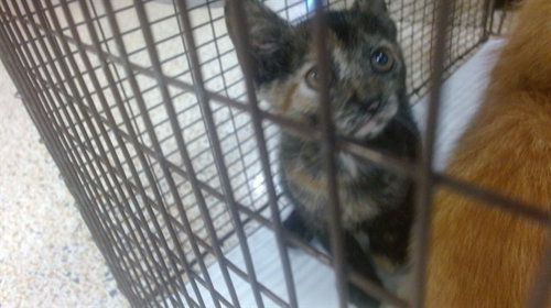ARIANA GRANDE, Baby Domestic Short Hair (medium coat), cat for adoption in Tamarac, Florida