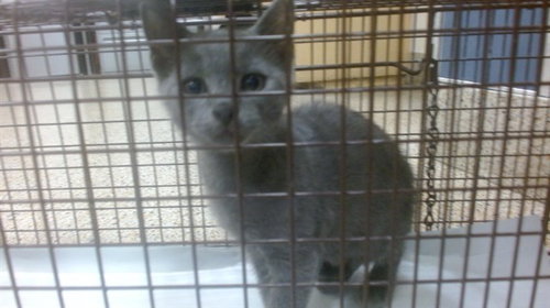 KENDRICK LAMAR, Baby Russian Blue (medium coat), cat for adoption in Tamarac, Florida