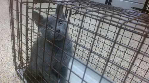 DRAKE, Baby Russian Blue (medium coat), cat for adoption in Boynton Beach, Florida