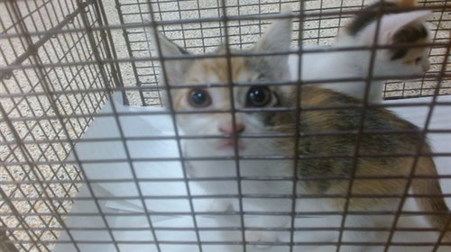 LUCY, Baby Domestic Short Hair (medium coat), cat for adoption in Boynton Beach, Florida