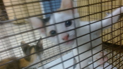 LULU, Baby Domestic Short Hair (medium coat), cat for adoption in Boynton Beach, Florida