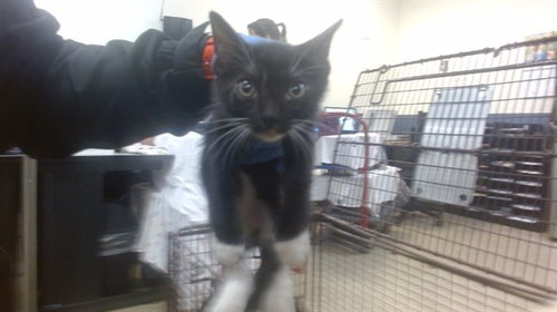 ASHLEY, Baby Domestic Short Hair (medium coat), cat for adoption in Boynton Beach, Florida