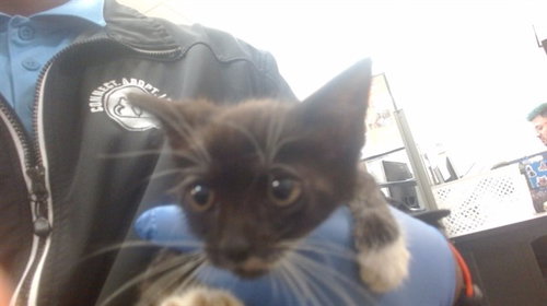 HARLEY, Baby Domestic Short Hair (medium coat), cat for adoption in Boynton Beach, Florida