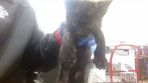 WOLSEY, Baby Domestic Short Hair (medium coat), cat for adoption in Boynton Beach, Florida