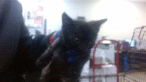 LAINEY, Baby Domestic Short Hair (medium coat), cat for adoption in Boynton Beach, Florida