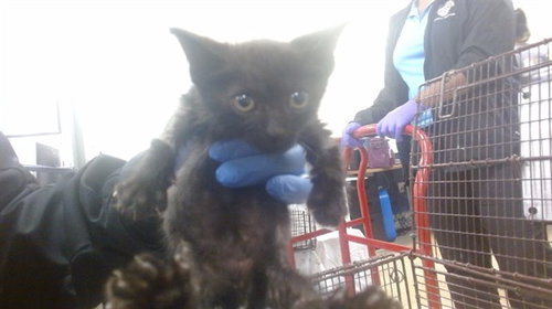 TRIXIE, Baby Domestic Short Hair (medium coat), cat for adoption in Boynton Beach, Florida