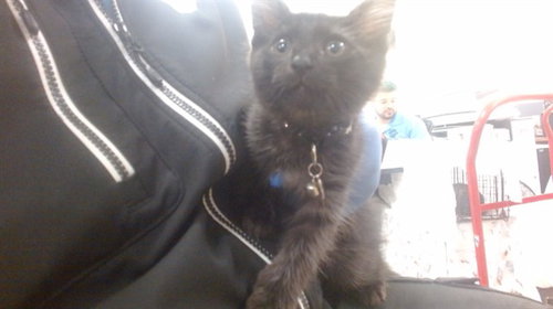KOBE, Baby Domestic Short Hair (medium coat), cat for adoption in Boynton Beach, Florida