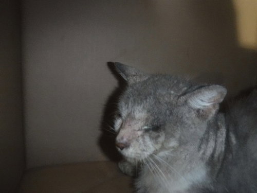 A2797729, Adult Domestic Short Hair / Mixed (medium coat), cat for adoption in Boynton Beach, Florida