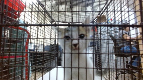 KIKI, Baby Domestic Short Hair (medium coat), cat for adoption in Boynton Beach, Florida