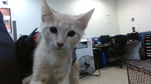RIVER, Baby Domestic Short Hair (medium coat), cat for adoption in Boynton Beach, Florida
