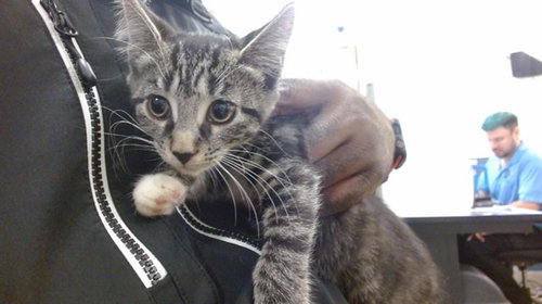 SKY, Baby Domestic Short Hair (medium coat), cat for adoption in Boynton Beach, Florida