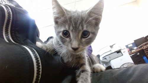 STONE, Baby Domestic Short Hair (medium coat), cat for adoption in Boynton Beach, Florida