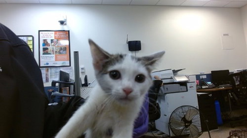 LEAF, Baby Domestic Short Hair (medium coat), cat for adoption in Boynton Beach, Florida