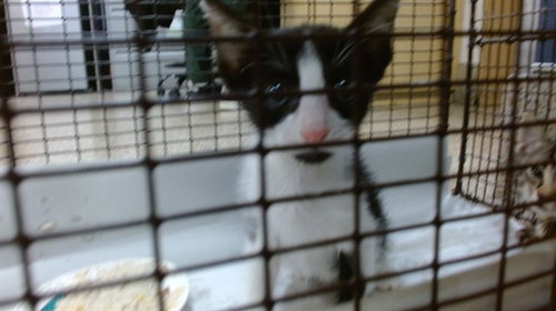THOR, Baby Domestic Short Hair (medium coat), cat for adoption in Boynton Beach, Florida