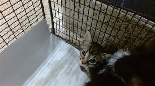 ATHENA, Baby Domestic Short Hair (medium coat), cat for adoption in Boynton Beach, Florida
