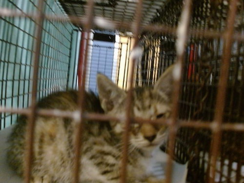 TINY, Baby Domestic Short Hair (medium coat), cat for adoption in North Lauderdale, Florida