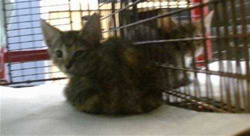 BABY, Baby Domestic Short Hair (medium coat), cat for adoption in North Lauderdale, Florida