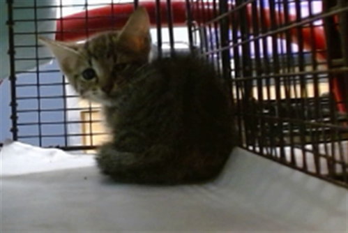 RAMY, Baby Domestic Short Hair (medium coat), cat for adoption in North Lauderdale, Florida