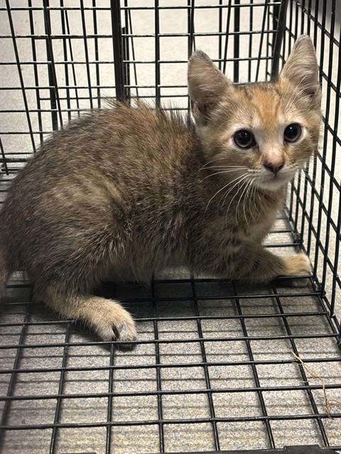 LUCIA, Baby Domestic Short Hair (medium coat), cat for adoption in North Lauderdale, Florida