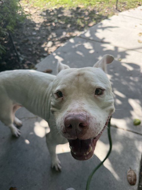 PENN, a dog for adoption from Miami Dade Animal Services