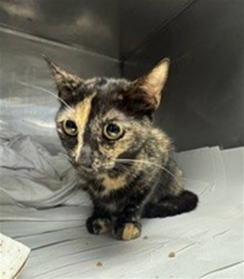 PORCHE, Young Domestic Short Hair (medium coat), cat for adoption in Lauderhill, Florida