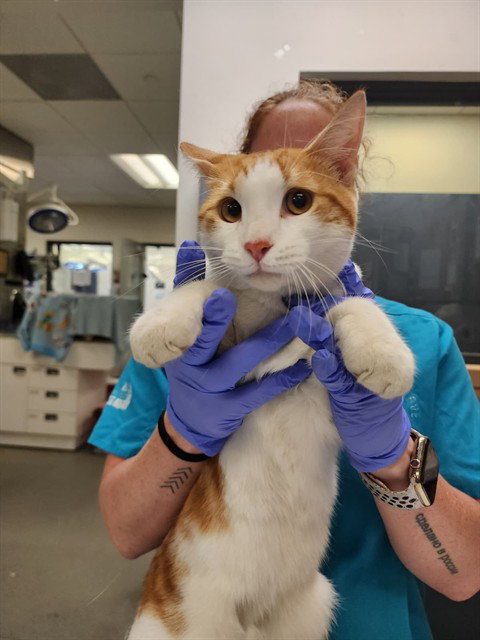 MARIO, Young Domestic Short Hair (medium coat), cat for adoption in Lauderhill, Florida