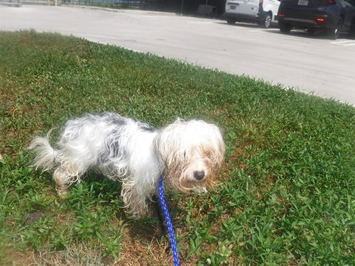 BUD - Yorkshire Terrier Yorkie available for adoption