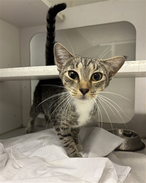 PRIUS, Young Domestic Short Hair (medium coat), cat for adoption in Lauderhill, Florida