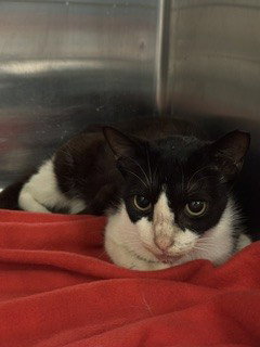 OREO, Adult Domestic Long Hair (medium coat), cat for adoption in Lauderhill, Florida