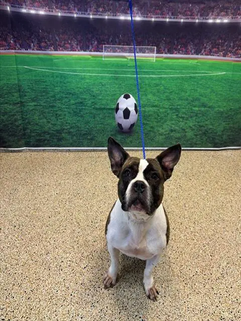 Stella - American Bulldog