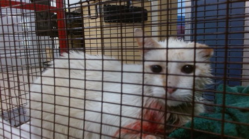ANGEL, Adult Domestic Short Hair (medium coat), cat for adoption in Lauderhill, Florida