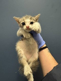 JEWEL, Baby Domestic Short Hair (medium coat), cat for adoption in Lauderhill, Florida