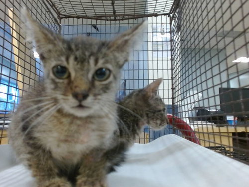 TOM, Baby Domestic Short Hair (medium coat), cat for adoption in Lauderhill, Florida
