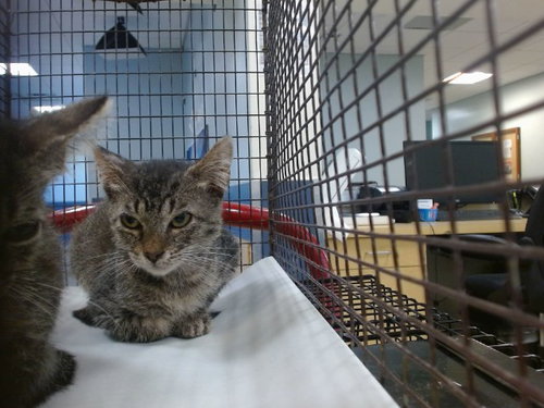 JEFF, Baby Domestic Short Hair (medium coat), cat for adoption in Lauderhill, Florida