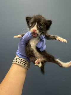 OREO, Baby Domestic Short Hair (medium coat), cat for adoption in Lauderhill, Florida