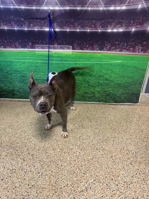 Luna - American Bulldog